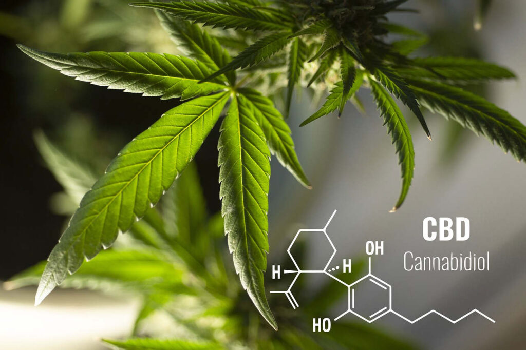 עלי קנאביס עם נוסחה כימית של CBD cannabidiol